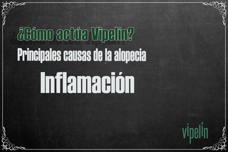 ¿Cómo actúa Vipelín? Inflamación del cuero cabelludo en la alopecia