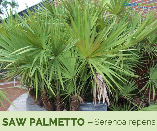 ¿Se puede combinar Finas u otro medicamento con Saw Palmetto?