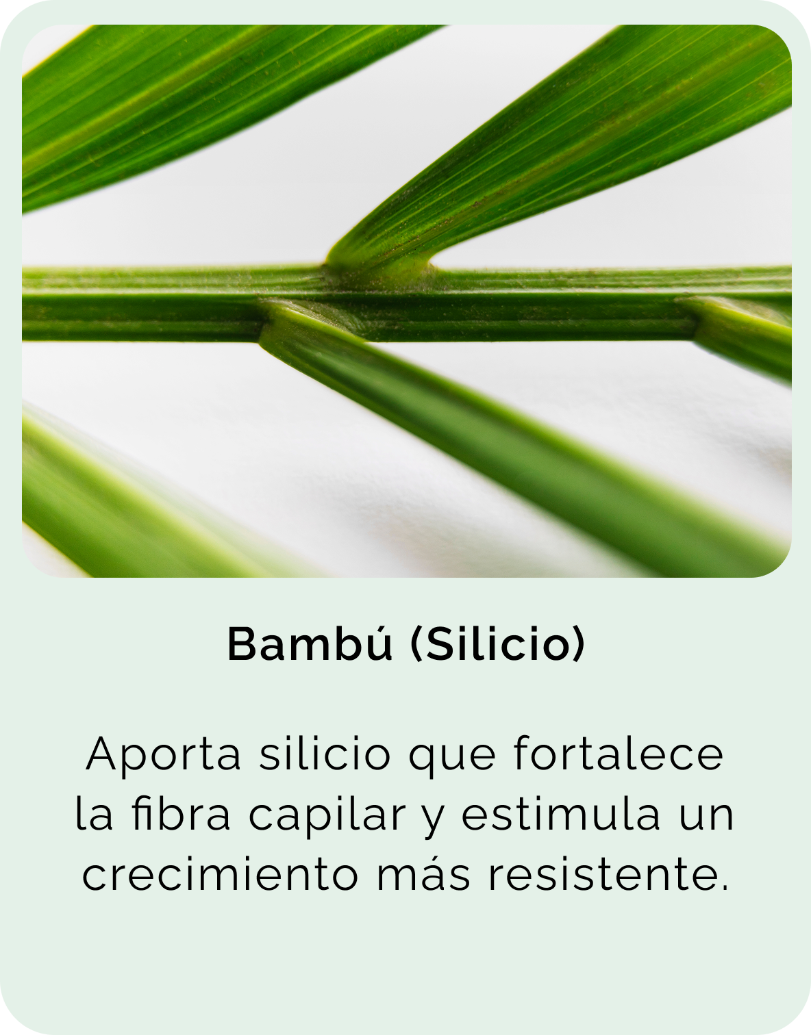 Bambú (Silicio)