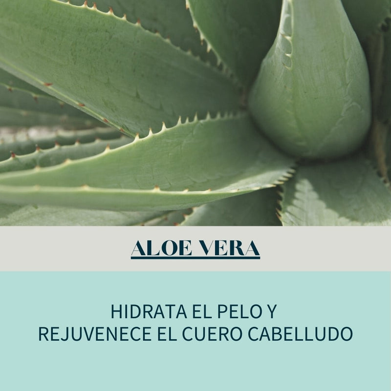 Aloe vera, un gran aliado para el cuidado del cabello.