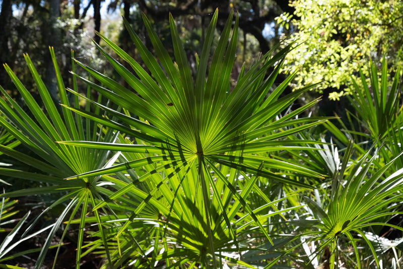 Extracto estandarizado de saw palmetto. Una garantía de calidad.