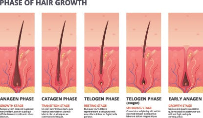 ¿Cuáles son las fases de crecimiento del pelo?