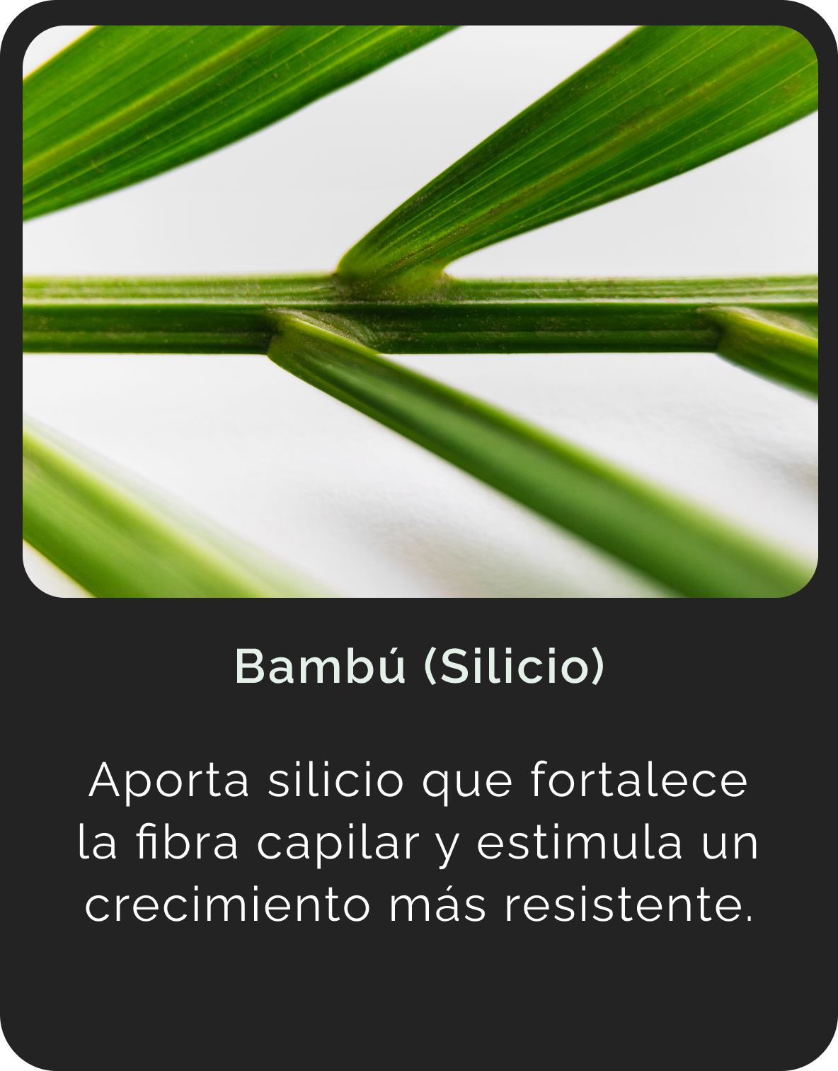 Bambú (Silicio)