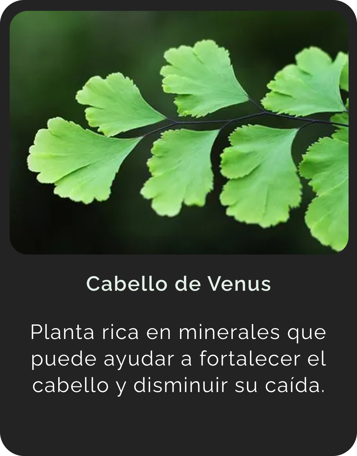 Cabello de Venus