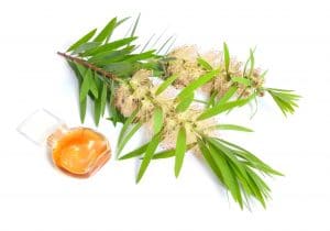 Melaleuca, aceite esencial de árbol del té para el pelo